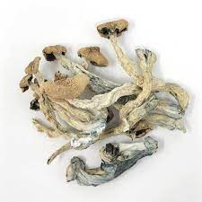 buy dried amazonian magic psilocybin mushrooms in uk
